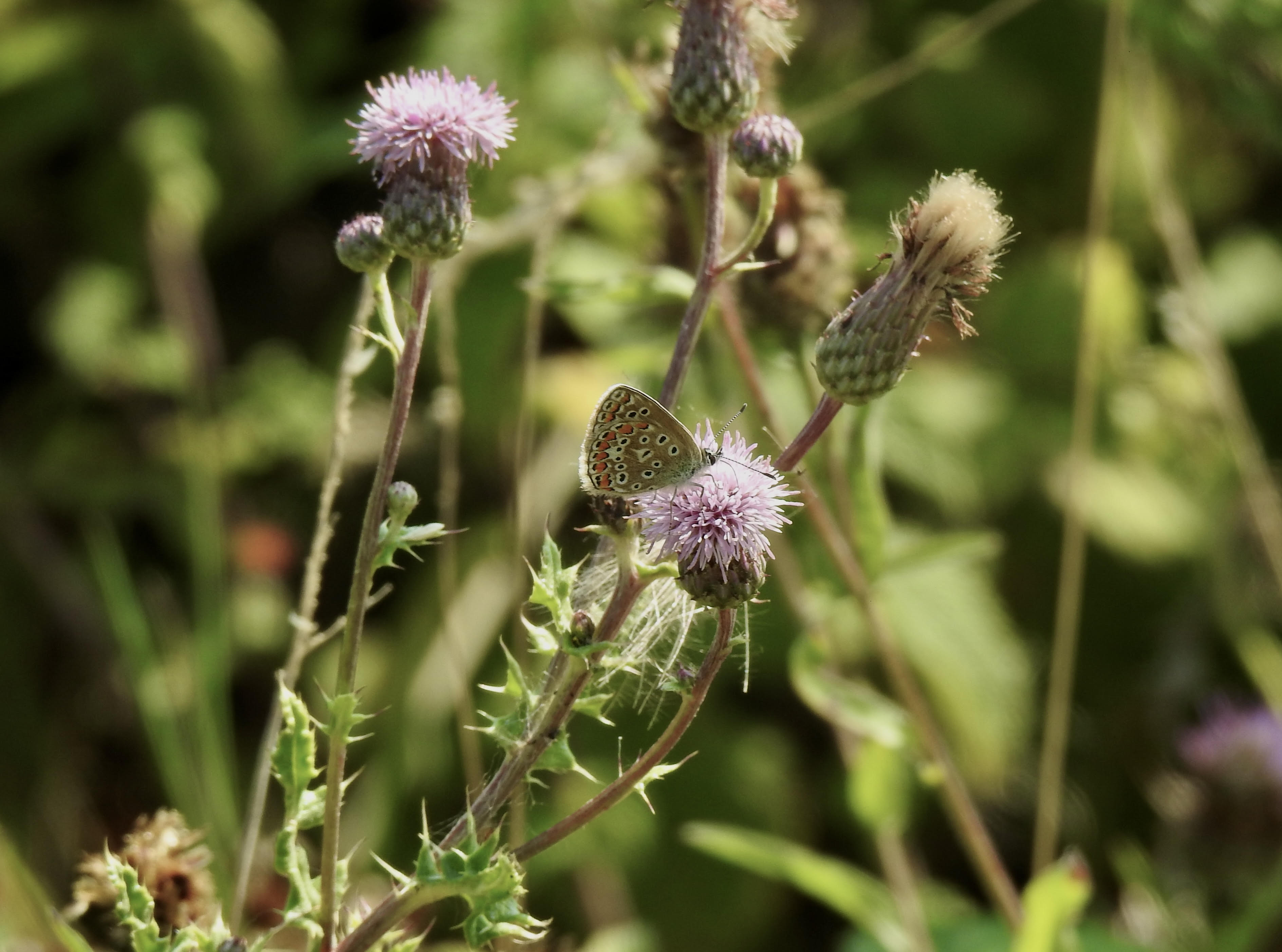 Butterfly on a thistle plant with blurred green background